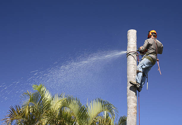 Best Tree Preservation Services  in Plymouth Meeting, PA