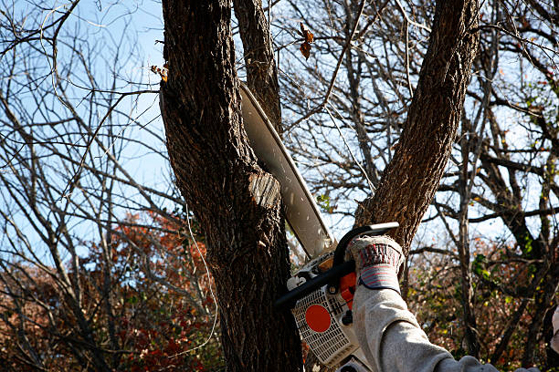 Tree Removal Services